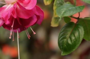 倒挂金钟 倒挂金钟