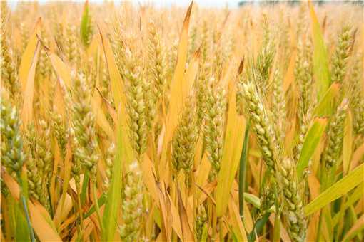 春小麦和冬小麦的区别是什么 春小麦和冬小麦的区别是什么意思