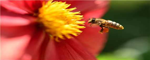 冬天蜜蜂如何喂食