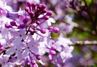 丁香花 丁香花