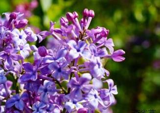 丁香花 丁香花