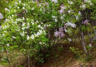 丁香花（丁香花吉他谱）