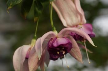 倒挂金钟 倒挂金钟