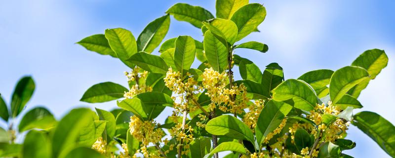 桂花高压繁殖方法（桂花高压繁殖方法图解）