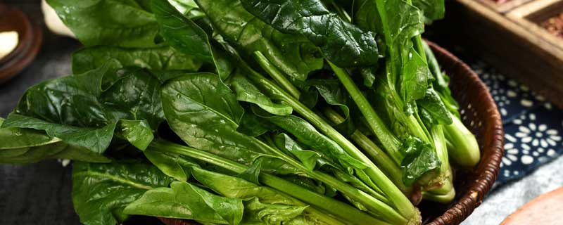 青菜种植方法 芹菜的种植方法和时间