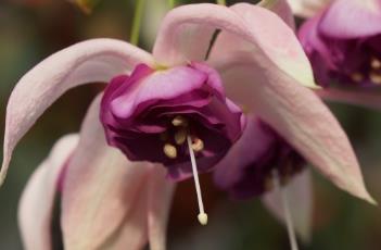 倒挂金钟 倒挂金钟