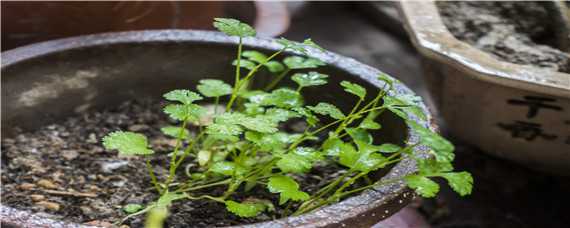 大田香菜种植技术 大田香菜种植技术视频