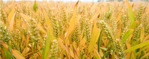 小麦的种植技术和流程 小麦的种植技术和流程图