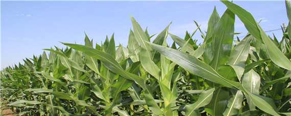 科泰58玉米种特征特性 科泰58玉米种子种植区域