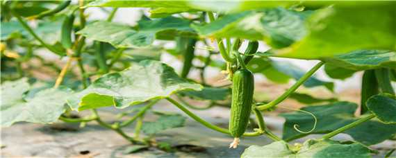 大棚黄瓜种植技术之黄瓜管理技术 大棚黄瓜的种植方法和管理技术
