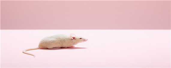 怎么防止老鼠爬床 怎么防止老鼠爬床上去
