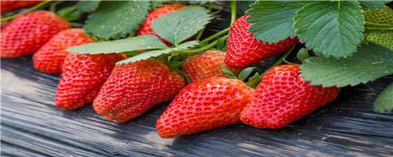 大棚草莓亩产量一般多少斤 大棚草莓亩产量一般多少斤呢