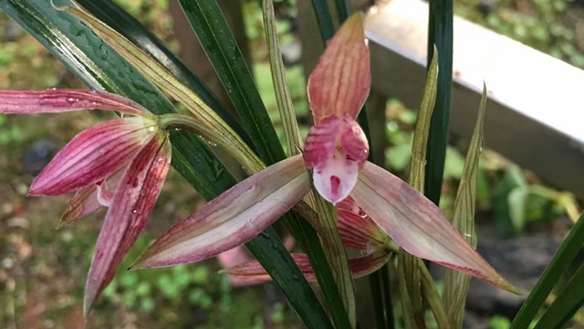 阳台蕙兰不开花怎么办 阳台蕙兰不开花怎么办