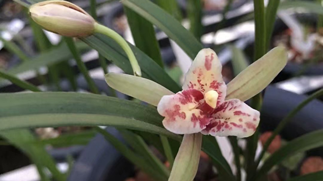 花生壳种植兰花经验 花生壳做兰花植料