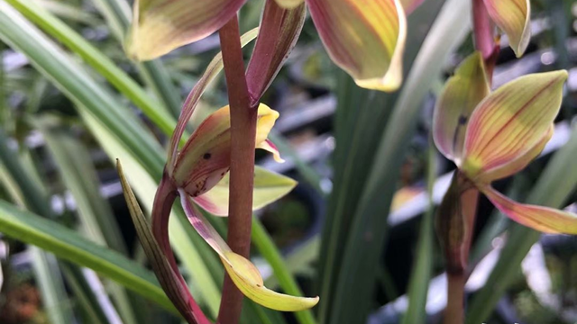 兰花种植管理技术（兰花种植管理技术与管理）