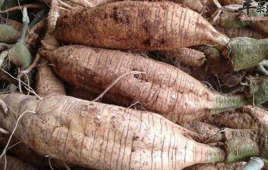 紫葛根的功效和作用 紫葛根的功效和作用副作用