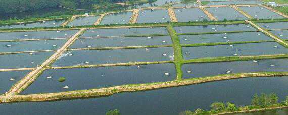 农村水产养殖项目（农村水产养殖项目调查报告）
