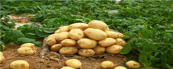 土豆的种植技术 土豆的种植技术与田间管理