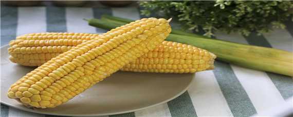 迪卡2188玉米种子积温多少（迪卡2188玉米种子介绍）