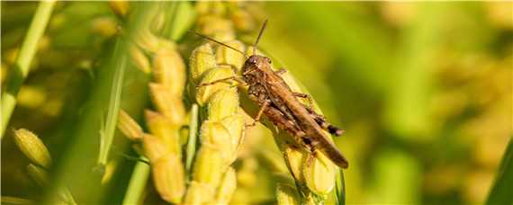 蝗虫的发育过程（蝗虫的发育过程中对农作物危害最大的阶段是）