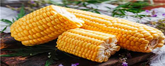奥玉3111玉米品种介绍 奥玉5102玉米种品种介绍