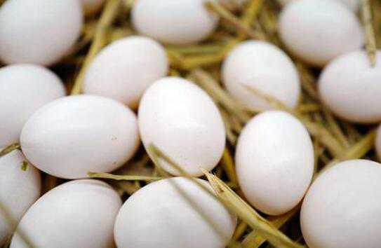 鸽子蛋和鸡蛋营养对比 鸽子蛋的营养和鸡蛋的营养哪个好?