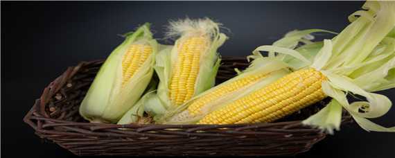 玉米的生长环境 玉米的生长环境条件