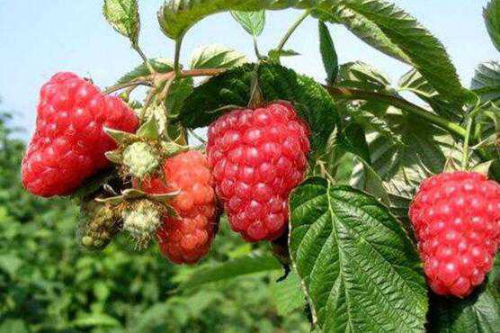 覆盆子和树莓的区别，覆盆子的功效 树莓和覆盆子的区别别名叫什么
