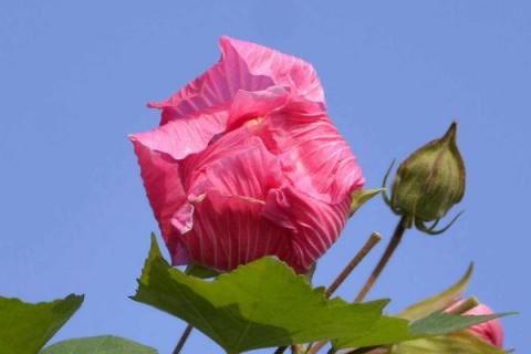 芙蓉花小苗换盆用不用浇透水