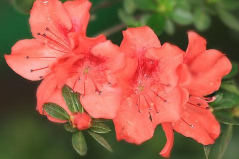 杜鹃花一年能开几次花