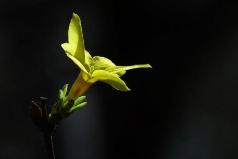 迎春花冬季会发芽吗