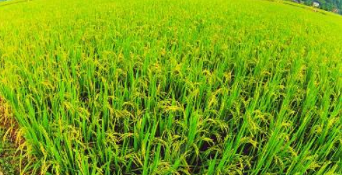 100亩水稻能赚16万吗 10亩水稻挣多少