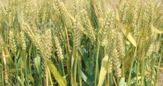 一亩地能收多少小麦 一亩地能收多少小麦秸秆