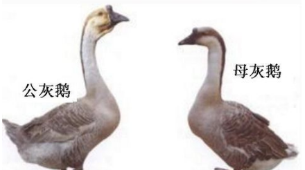 鹅怎么分公母 鹅怎么分公母,公鹅和母鹅的区别图