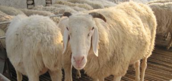 羊养殖利润分析 养羊的利润分析
