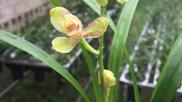 兰花水苔简易种植方法（兰花水苔简易种植方法图片）