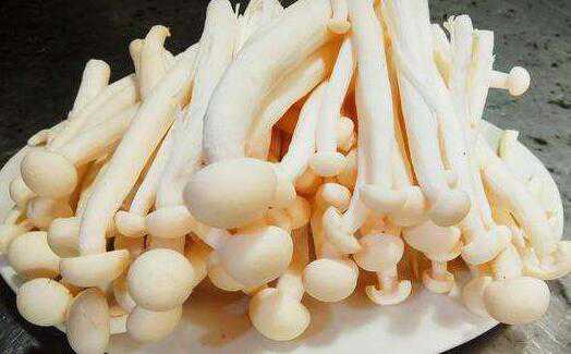 海鲜菇的功效与作用及禁忌有哪些 海鲜菇的营养功效及食用禁忌