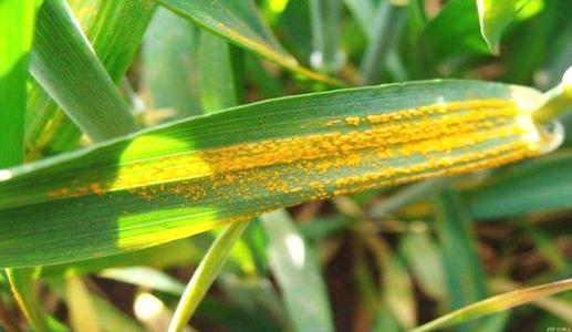 小麦秆锈病防治方法 小麦锈病的防治措施