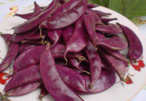 紫扁豆与白扁豆的区别（紫扁豆与白扁豆的区别是什么）