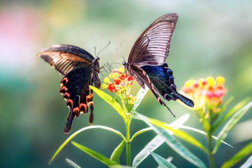 蝴蝶的特点和生活特征是什么 蝴蝶的特点和生活特征是什么样的