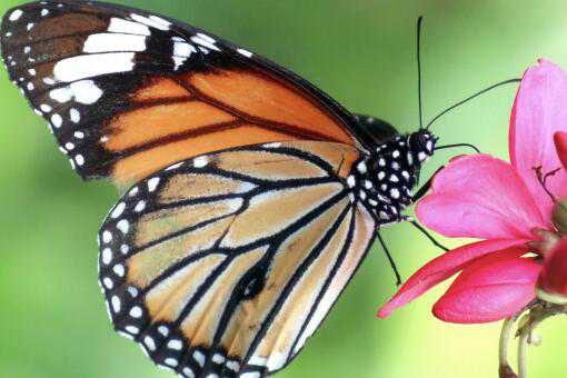 蝴蝶的生长过程是怎样的