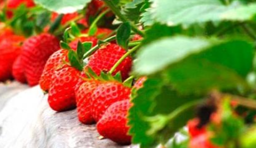 草莓的种植过程（草莓的种植过程图片）