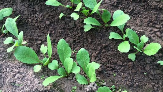 萝卜苗怎么种（萝卜苗怎么种视频教程）