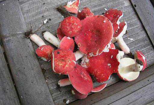 血菇和红菇有什么区别 怎么鉴别红菇