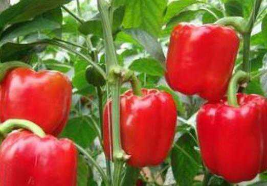 红甜椒的功效与作用及禁忌 红甜椒的功效与作用及禁忌是什么