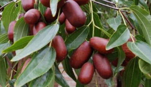 长木枣是什么，长木枣的养殖方法 长木枣的营养及功效