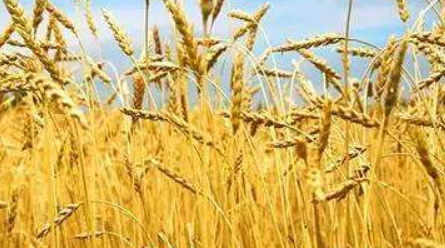 小麦品种介绍 百农307小麦品种介绍
