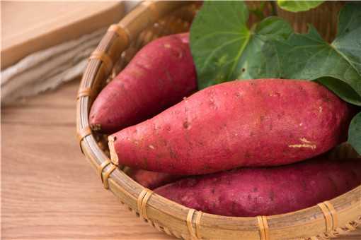 红薯种植时间和生长期 红薯种植时间和生长期视频