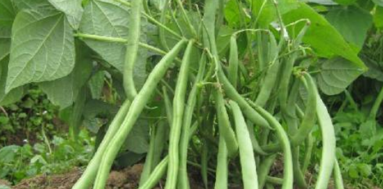 地芸豆怎么种，地芸豆什么时候种植 芸豆的种植时间和种植方法