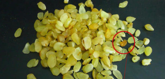 皂角米真假怎么分辨，皂角米怎么保存